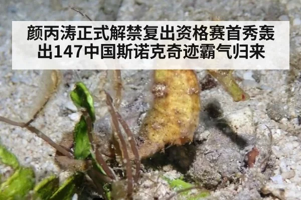 颜丙涛正式解禁复出资格赛首秀轰出147中国斯诺克奇迹霸气归来